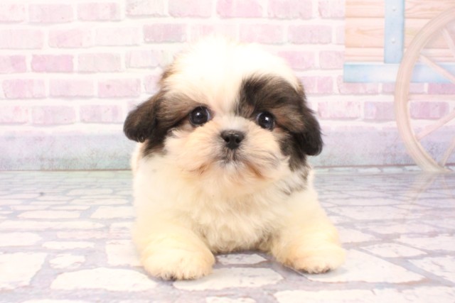 京都府のハーフ犬・ミックス犬 (Coo&RIKU京都店/2025年11月27日生まれ/男の子/ホワイトゴールド)の子犬の1枚目の画像