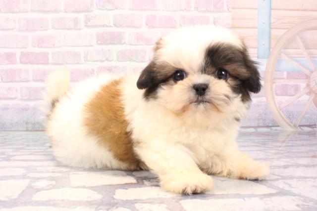 京都府のハーフ犬・ミックス犬 (Coo&RIKU京都店/2025年11月27日生まれ/男の子/ホワイトゴールド)の子犬の2枚目の画像