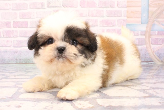 京都府のハーフ犬・ミックス犬 (Coo&RIKU京都店/2025年11月27日生まれ/男の子/ホワイトゴールド)の子犬の3枚目の画像