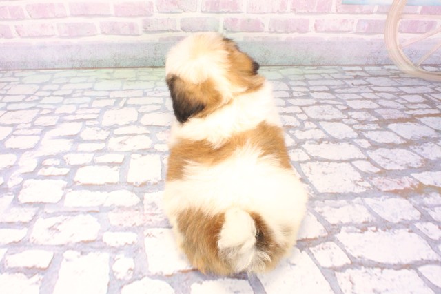 京都府のハーフ犬・ミックス犬 (Coo&RIKU京都店/2025年11月27日生まれ/男の子/ホワイトゴールド)の子犬の4枚目の画像