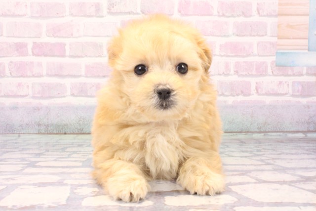 滋賀県のマルプー(マルチーズ×プードル) (Coo&RIKU長浜店/2025年11月27日生まれ/女の子/クリーム)の子犬の1枚目の画像