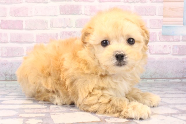 滋賀県のマルプー(マルチーズ×プードル) (Coo&RIKU長浜店/2025年11月27日生まれ/女の子/クリーム)の子犬の2枚目の画像