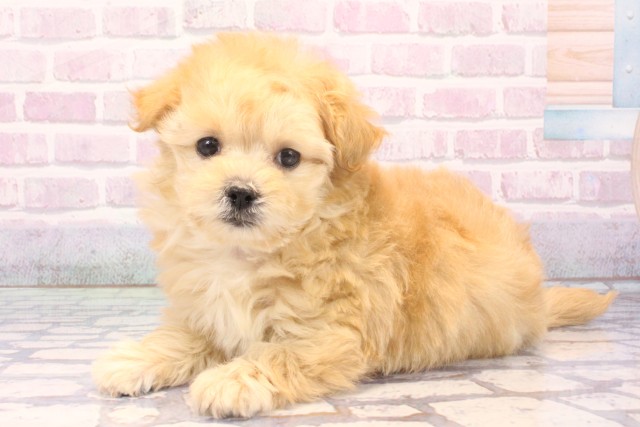 滋賀県のマルプー(マルチーズ×プードル) (Coo&RIKU長浜店/2025年11月27日生まれ/女の子/クリーム)の子犬の3枚目の画像