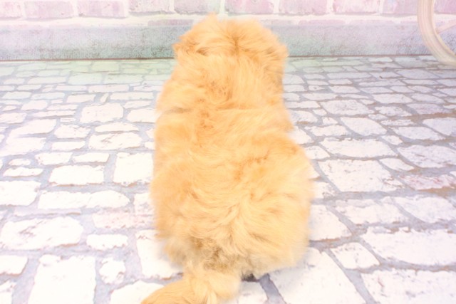 滋賀県のマルプー(マルチーズ×プードル) (Coo&RIKU長浜店/2025年11月27日生まれ/女の子/クリーム)の子犬の4枚目の画像