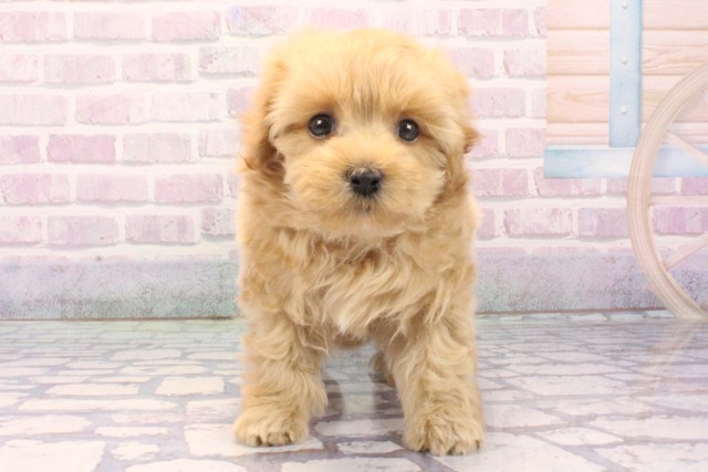 和歌山県のマルプー(マルチーズ×プードル) (Coo&RIKU和歌山店/2025年11月27日生まれ/男の子/クリーム)の子犬の1枚目の画像