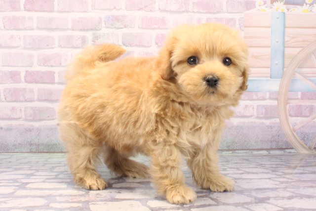 和歌山県のマルプー(マルチーズ×プードル) (Coo&RIKU和歌山店/2025年11月27日生まれ/男の子/クリーム)の子犬の2枚目の画像