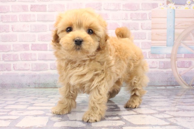 和歌山県のマルプー(マルチーズ×プードル) (Coo&RIKU和歌山店/2025年11月27日生まれ/男の子/クリーム)の子犬の3枚目の画像