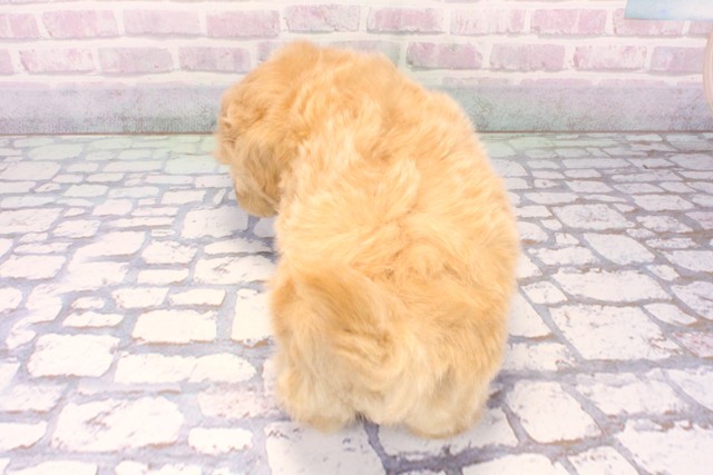 和歌山県のマルプー(マルチーズ×プードル) (Coo&RIKU和歌山店/2025年11月27日生まれ/男の子/クリーム)の子犬の4枚目の画像