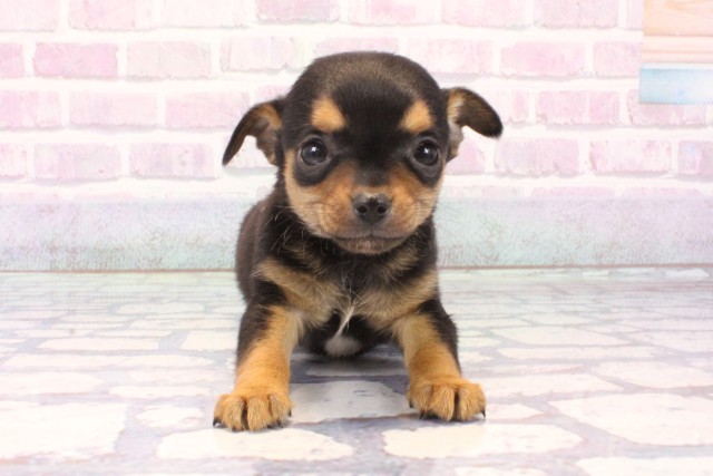 大阪府のチワピン(チワワ×ミニチュアピンシャー) (Coo&RIKU心斎橋店/2025年11月25日生まれ/女の子/ブラックタン)の子犬の1枚目の画像