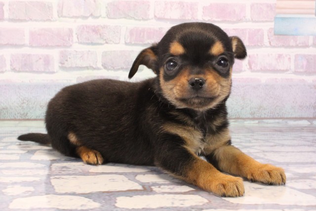 大阪府のチワピン(チワワ×ミニチュアピンシャー) (Coo&RIKU心斎橋店/2025年11月25日生まれ/女の子/ブラックタン)の子犬の2枚目の画像