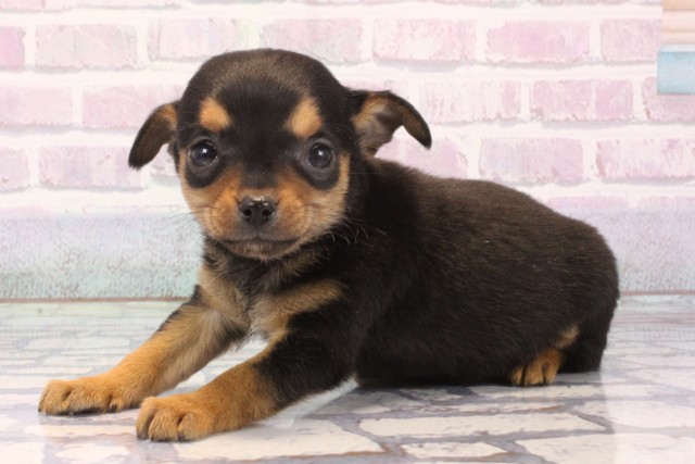 大阪府のチワピン(チワワ×ミニチュアピンシャー) (Coo&RIKU心斎橋店/2025年11月25日生まれ/女の子/ブラックタン)の子犬の3枚目の画像