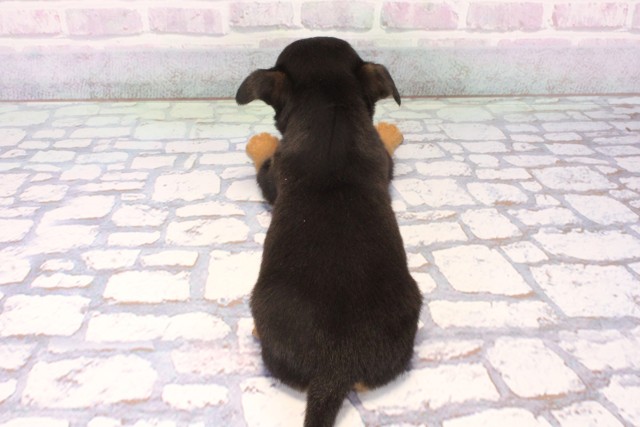 大阪府のチワピン(チワワ×ミニチュアピンシャー) (Coo&RIKU心斎橋店/2025年11月25日生まれ/女の子/ブラックタン)の子犬の4枚目の画像