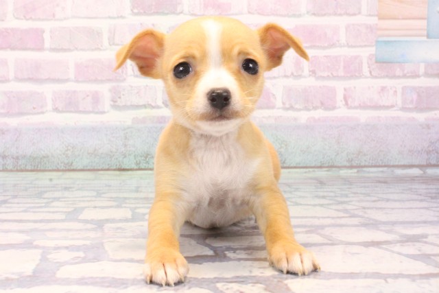 滋賀県のチワピン(チワワ×ミニチュアピンシャー) (Coo&RIKU長浜店/2025年11月25日生まれ/女の子/クリームホワイト)の子犬の1枚目の画像