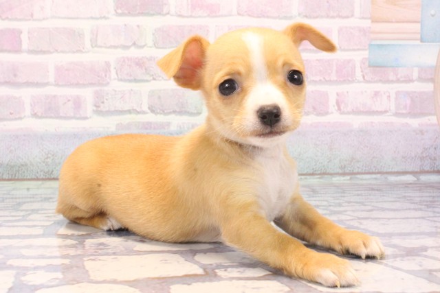 滋賀県のチワピン(チワワ×ミニチュアピンシャー) (Coo&RIKU長浜店/2025年11月25日生まれ/女の子/クリームホワイト)の子犬の2枚目の画像