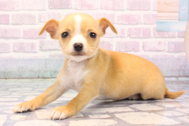 滋賀県のチワピン(チワワ×ミニチュアピンシャー) (Coo&RIKU長浜店/2025年11月25日生まれ/女の子/クリームホワイト)の子犬の3枚目の画像