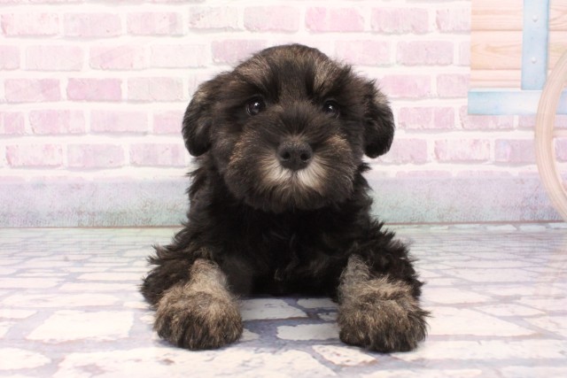 滋賀県のミニチュアシュナウザー (Coo&RIKU滋賀草津店/2025年11月26日生まれ/女の子/ブラックシルバー)の子犬の1枚目の画像