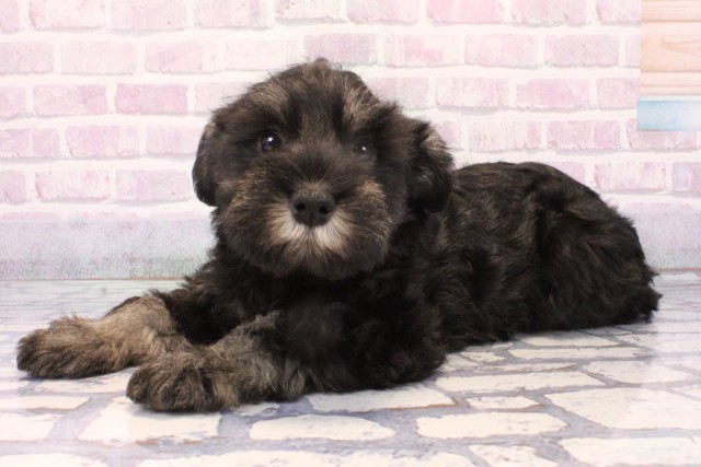 滋賀県のミニチュアシュナウザー (Coo&RIKU滋賀草津店/2025年11月26日生まれ/女の子/ブラックシルバー)の子犬の3枚目の画像