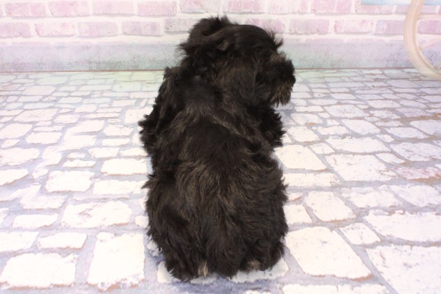 滋賀県のミニチュアシュナウザー (Coo&RIKU滋賀草津店/2025年11月26日生まれ/女の子/ブラックシルバー)の子犬の4枚目の画像