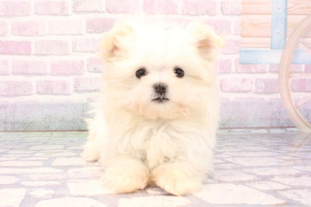 大阪府のマルチーズ (Coo&RIKU東大阪店/2025年11月2日生まれ/女の子/ホワイト)の子犬