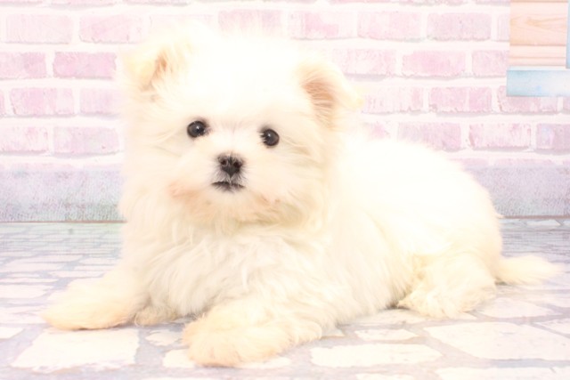 大阪府のマルチーズ (Coo&RIKU東大阪店/2025年11月2日生まれ/女の子/ホワイト)の子犬の2枚目の画像