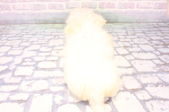 大阪府のマルチーズ (Coo&RIKU東大阪店/2025年11月2日生まれ/女の子/ホワイト)の子犬の4枚目の画像