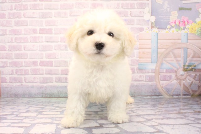 大阪府のビションフリーゼ (Coo&RIKU東大阪店/2025年11月18日生まれ/男の子/ホワイト)の子犬