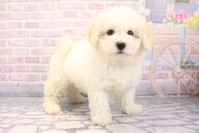 大阪府のビションフリーゼ (Coo&RIKU東大阪店/2025年11月18日生まれ/男の子/ホワイト)の子犬の2枚目の画像