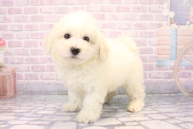 大阪府のビションフリーゼ (Coo&RIKU東大阪店/2025年11月18日生まれ/男の子/ホワイト)の子犬の3枚目の画像