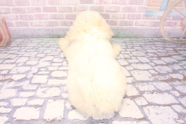 大阪府のビションフリーゼ (Coo&RIKU東大阪店/2025年11月18日生まれ/男の子/ホワイト)の子犬の4枚目の画像