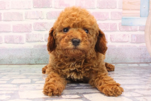 兵庫県のトイプードル(トイ) (Coo&RIKU神戸垂水店/2025年11月25日生まれ/女の子/レッドフォーン)の子犬の1枚目の画像