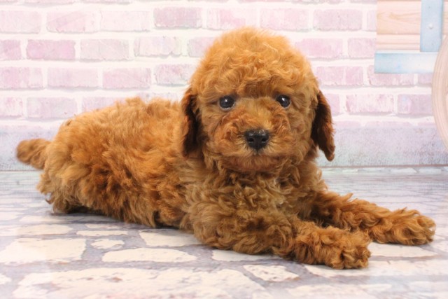 兵庫県のトイプードル(トイ) (Coo&RIKU神戸垂水店/2025年11月25日生まれ/女の子/レッドフォーン)の子犬の2枚目の画像