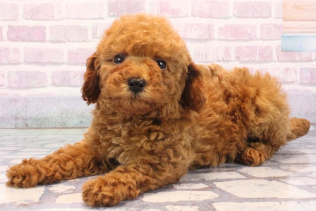 兵庫県のトイプードル(トイ) (Coo&RIKU神戸垂水店/2025年11月25日生まれ/女の子/レッドフォーン)の子犬の3枚目の画像