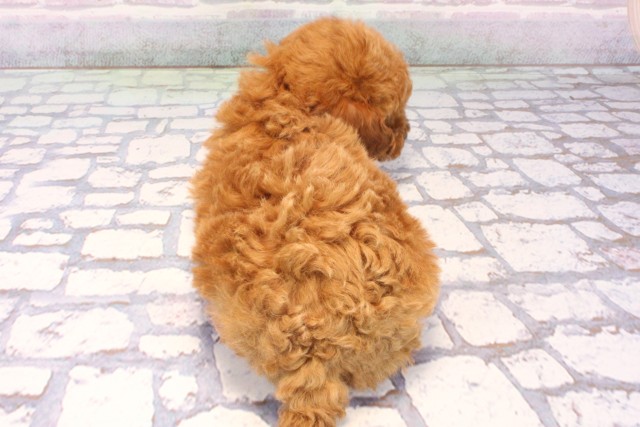 兵庫県のトイプードル(トイ) (Coo&RIKU神戸垂水店/2025年11月25日生まれ/女の子/レッドフォーン)の子犬の4枚目の画像