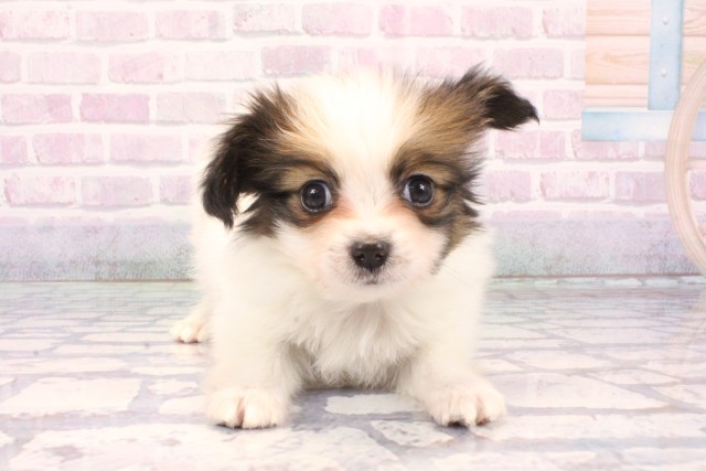 兵庫県のパピヨン (Coo&RIKU神戸三宮店/2025年11月25日生まれ/男の子/ホワイトブラウン)の子犬の1枚目の画像