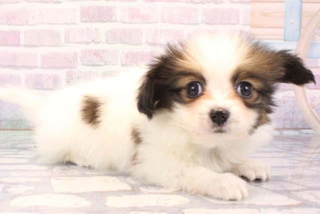 兵庫県のパピヨン (Coo&RIKU神戸三宮店/2025年11月25日生まれ/男の子/ホワイトブラウン)の子犬の2枚目の画像