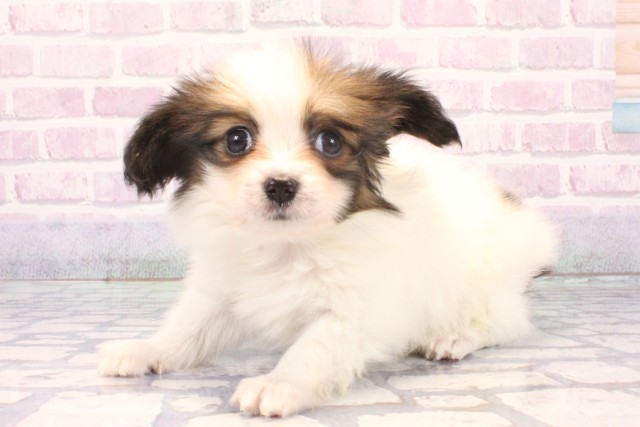 兵庫県のパピヨン (Coo&RIKU神戸三宮店/2025年11月25日生まれ/男の子/ホワイトブラウン)の子犬の3枚目の画像