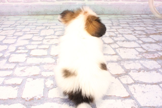 兵庫県のパピヨン (Coo&RIKU神戸三宮店/2025年11月25日生まれ/男の子/ホワイトブラウン)の子犬の4枚目の画像