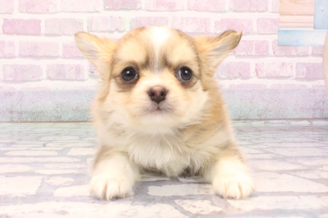 大阪府のチワワ(ロング) (Coo&RIKU阿倍野店/2025年11月23日生まれ/男の子/フォーンホワイト)の子犬の1枚目の画像