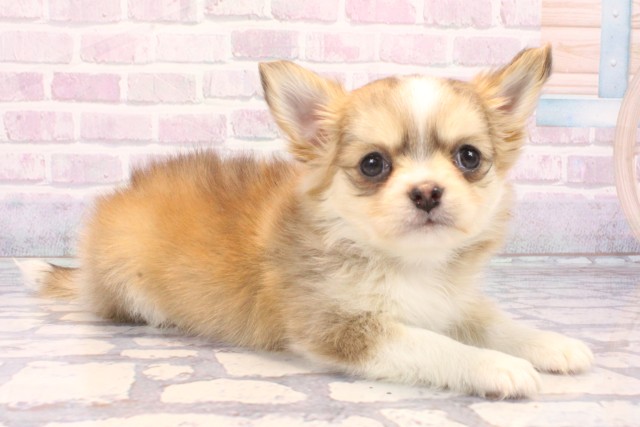 大阪府のチワワ(ロング) (Coo&RIKU阿倍野店/2025年11月23日生まれ/男の子/フォーンホワイト)の子犬の2枚目の画像