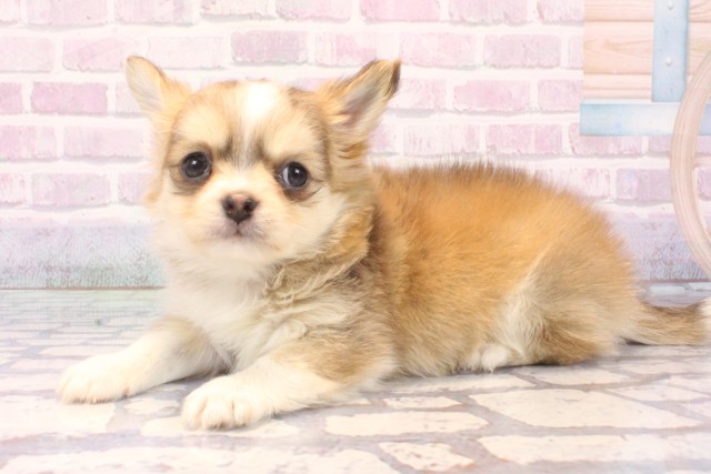 大阪府のチワワ(ロング) (Coo&RIKU阿倍野店/2025年11月23日生まれ/男の子/フォーンホワイト)の子犬の3枚目の画像