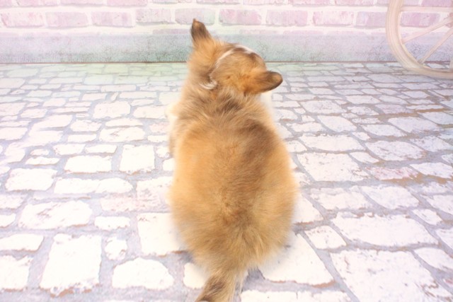 大阪府のチワワ(ロング) (Coo&RIKU阿倍野店/2025年11月23日生まれ/男の子/フォーンホワイト)の子犬の4枚目の画像