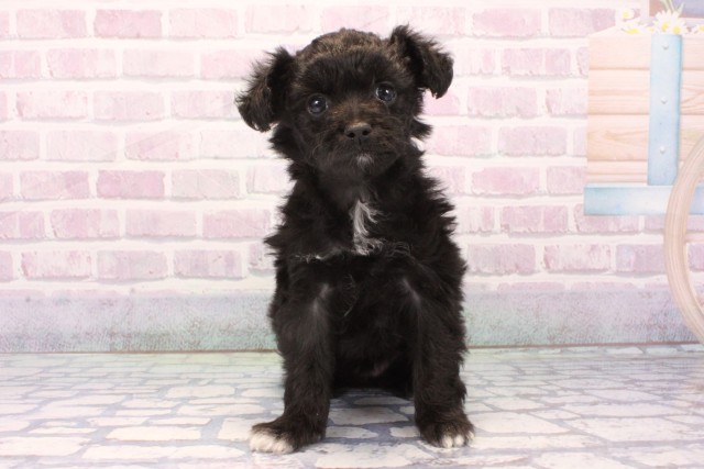 大阪府のハーフ犬・ミックス犬 (Coo&RIKU松原店/2025年11月23日生まれ/女の子/ブラック)の子犬の1枚目の画像