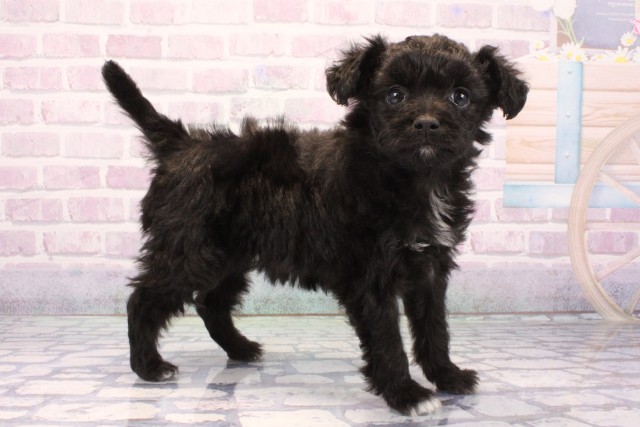 大阪府のハーフ犬・ミックス犬 (Coo&RIKU松原店/2025年11月23日生まれ/女の子/ブラック)の子犬の2枚目の画像