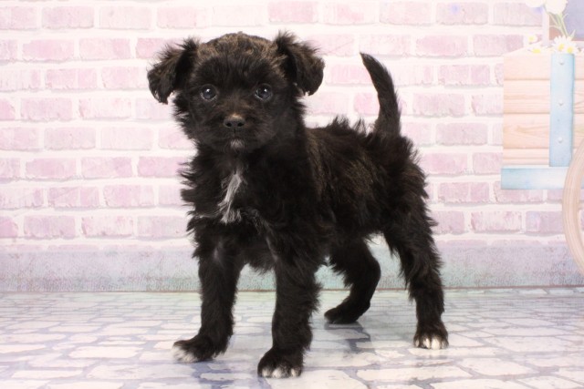 大阪府のハーフ犬・ミックス犬 (Coo&RIKU松原店/2025年11月23日生まれ/女の子/ブラック)の子犬の3枚目の画像