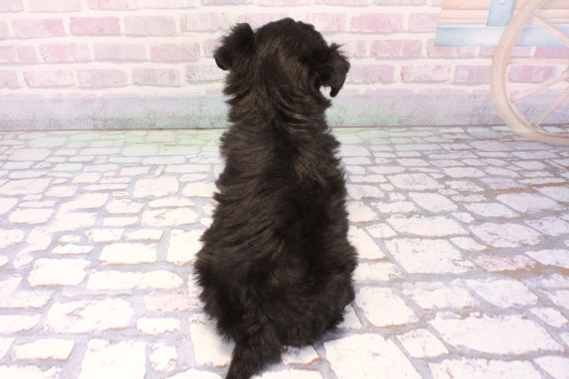 大阪府のハーフ犬・ミックス犬 (Coo&RIKU松原店/2025年11月23日生まれ/女の子/ブラック)の子犬の4枚目の画像