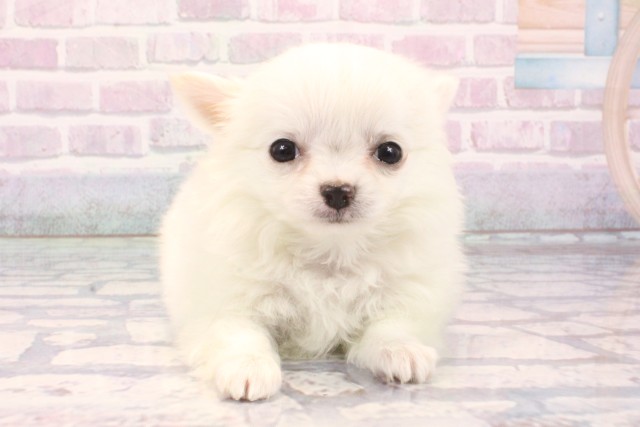 大阪府のチワワ(ロング) (Coo&RIKU寝屋川店/2025年11月26日生まれ/男の子/ホワイトクリーム)の子犬