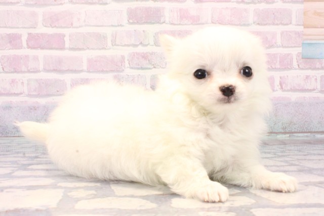 大阪府のチワワ(ロング) (Coo&RIKU寝屋川店/2025年11月26日生まれ/男の子/ホワイトクリーム)の子犬の2枚目の画像