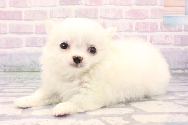 大阪府のチワワ(ロング) (Coo&RIKU寝屋川店/2025年11月26日生まれ/男の子/ホワイトクリーム)の子犬の3枚目の画像