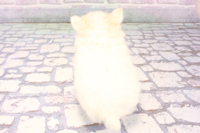 大阪府のチワワ(ロング) (Coo&RIKU寝屋川店/2025年11月26日生まれ/男の子/ホワイトクリーム)の子犬の4枚目の画像