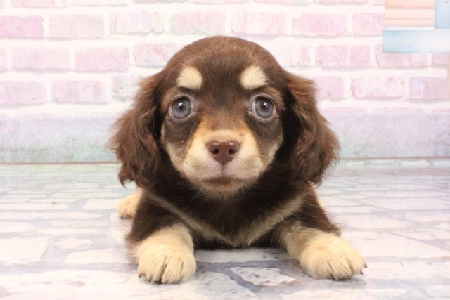 大阪府のチワックス(チワワ×ダックス) (Coo&RIKU茶屋町店/2025年11月25日生まれ/女の子/チョコレートイエロー)の子犬の1枚目の画像